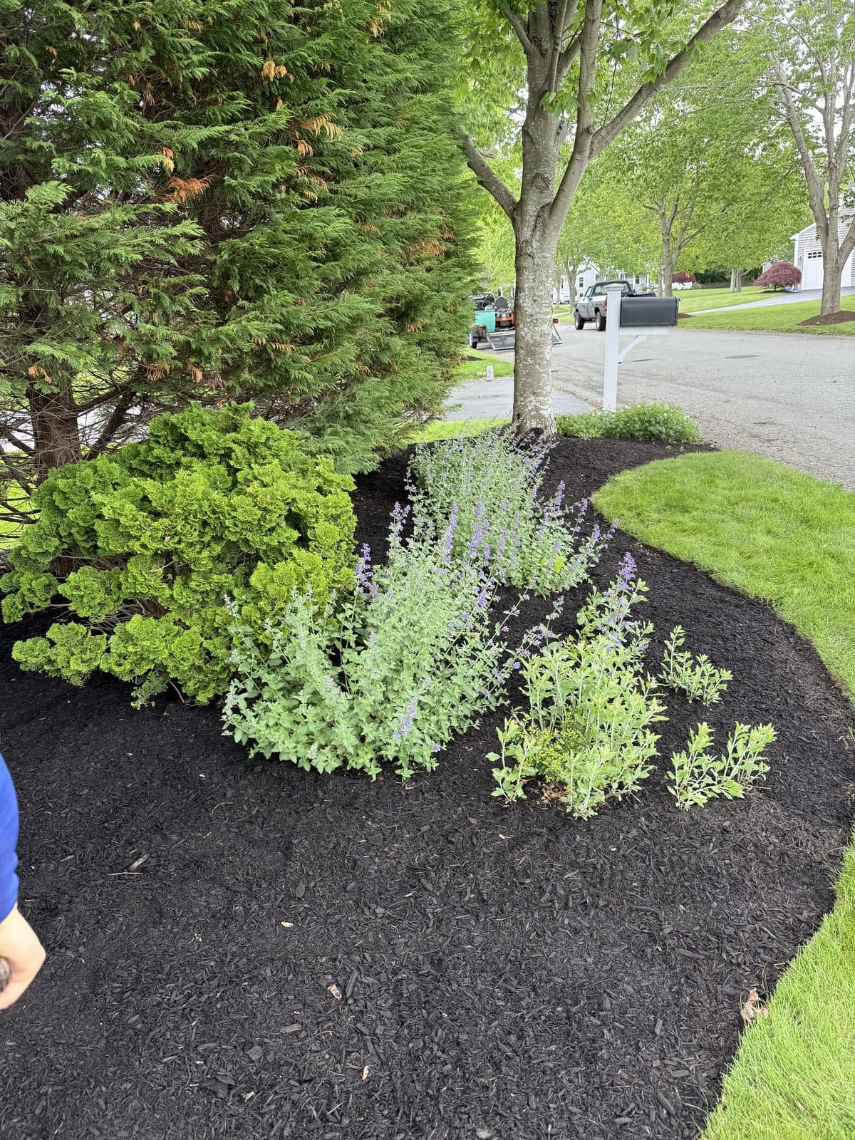Fresh mulch along a clean property driveway and bed