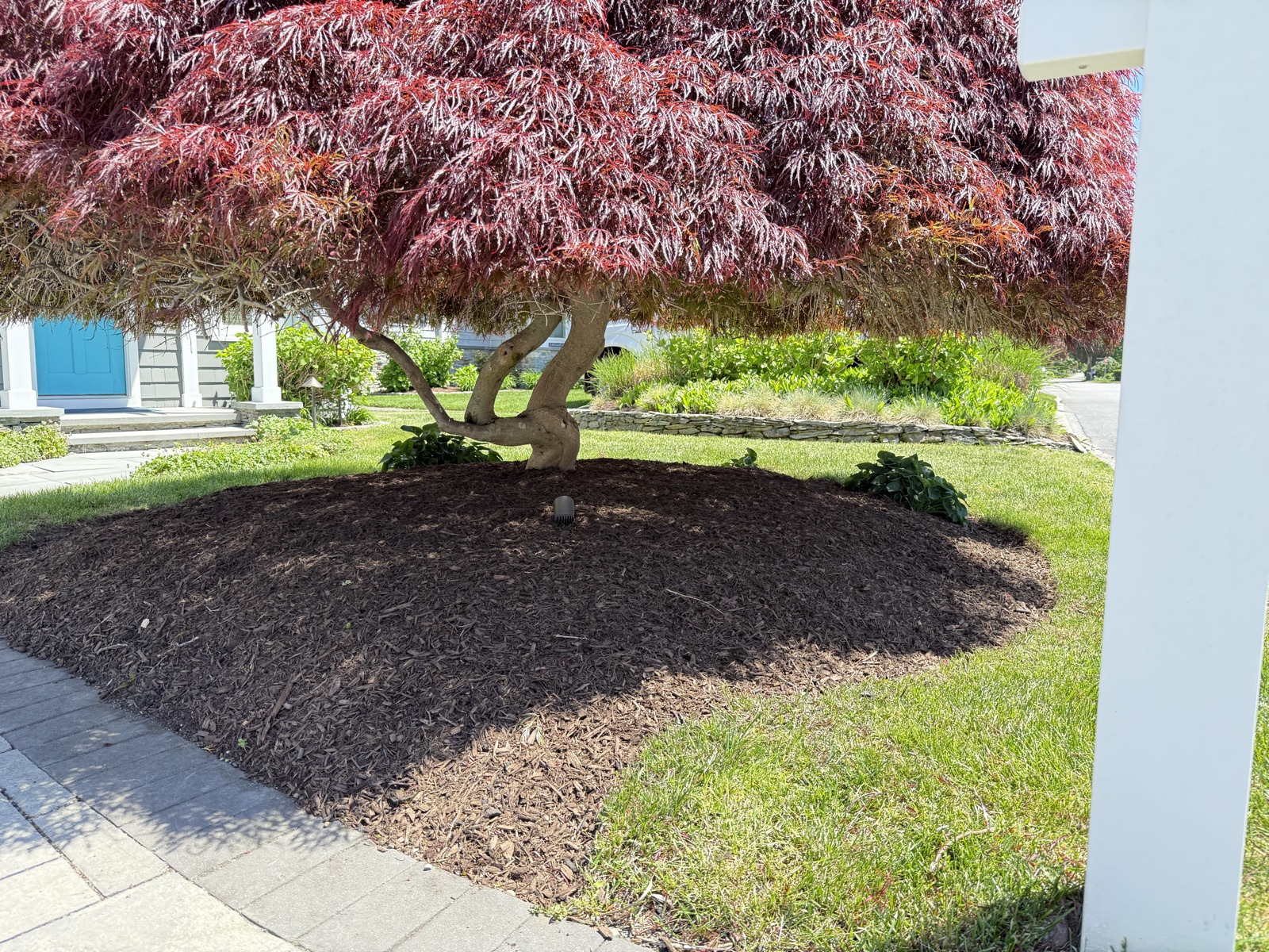 Fresh mulch under a Japanese maple at the corner of a lawn